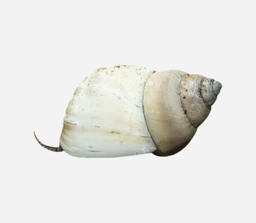 Caracol Wizard White