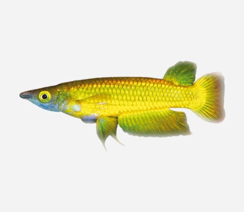Panchax rayado