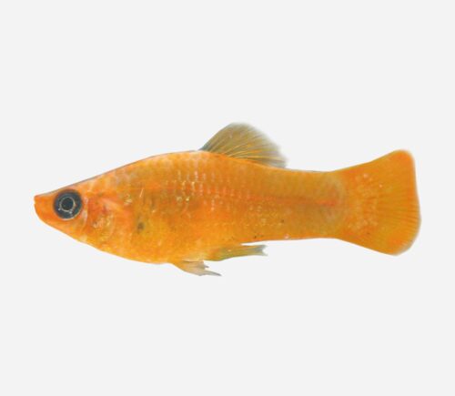 Molly Oro