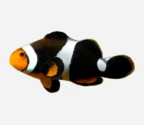 Amphiprion percula Onyx
