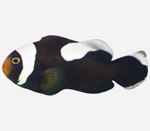 Amphiprion polymnus