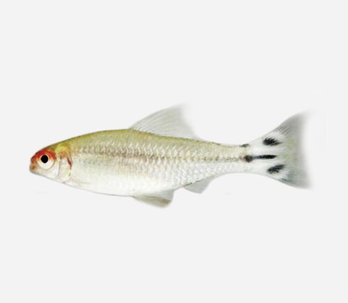 Borrachito