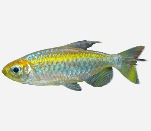 Tetra del Congo