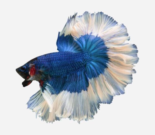 Betta Halfmoon mariposa (macho)