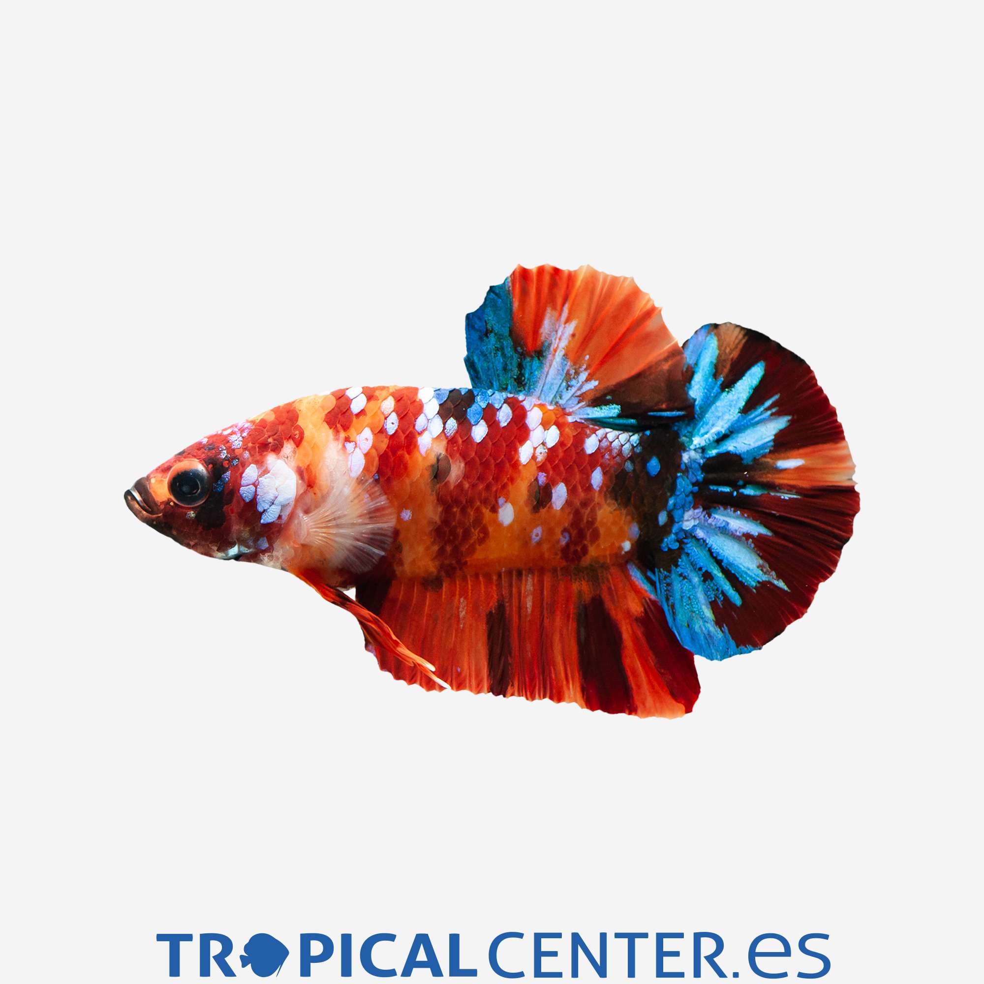 an360-0-betta-plakat-halfmoon-koi-galaxy-macho_general_4097.jpg an360-0-betta-plakat-halfmoon-koi-galaxy-macho_general_4097.jpg