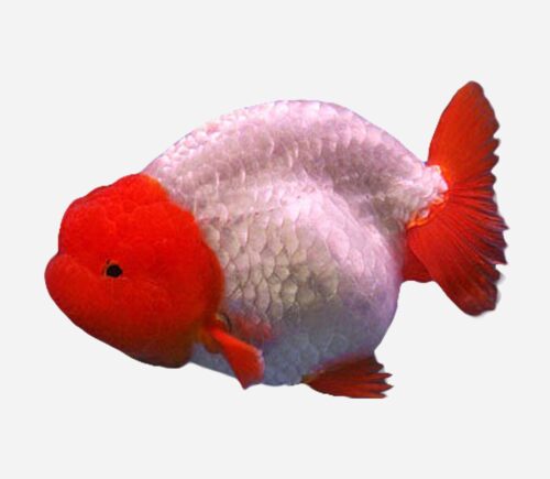 Ranchu Rojo y Blanco