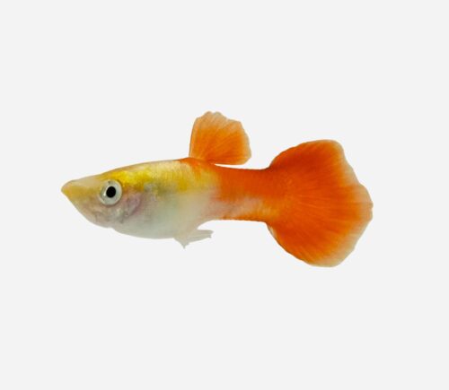 Guppy Oro cabeza roja (macho)