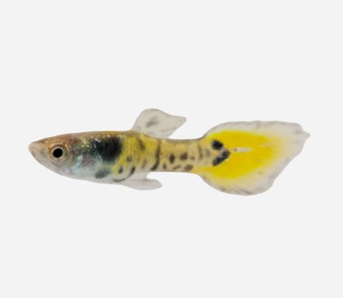 Guppy endler Cobra (macho)