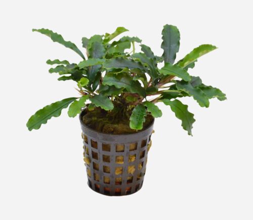 Bucephalandra  (Green velvet)