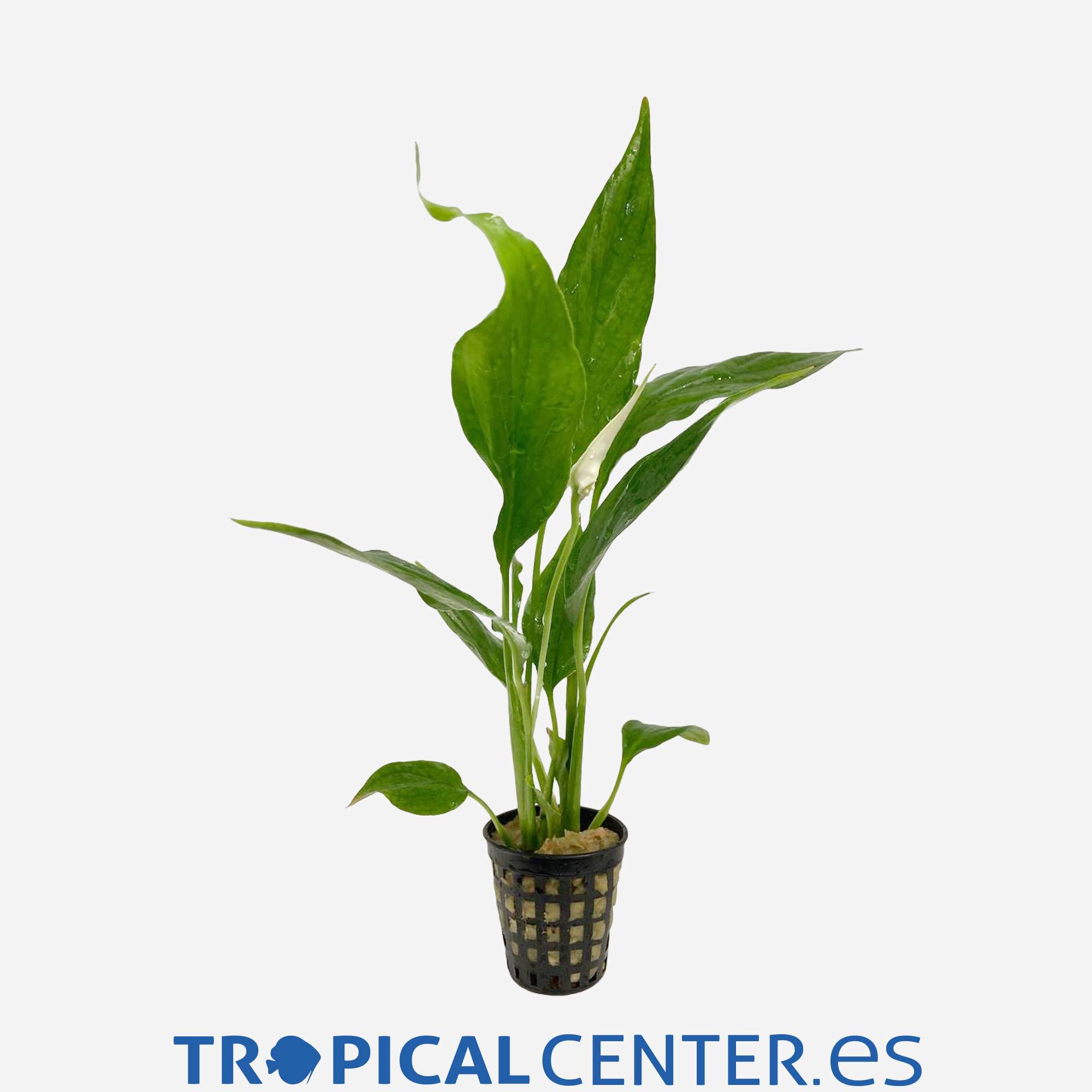 p284-spathiphyllum-wallisii_general_4750.jpg p284-spathiphyllum-wallisii_general_4750.jpg