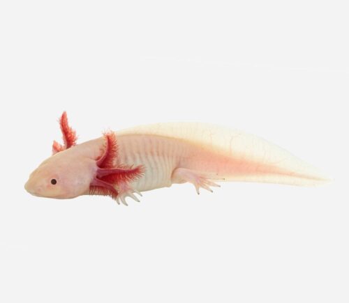 Ambystoma mexicanum (C.C)