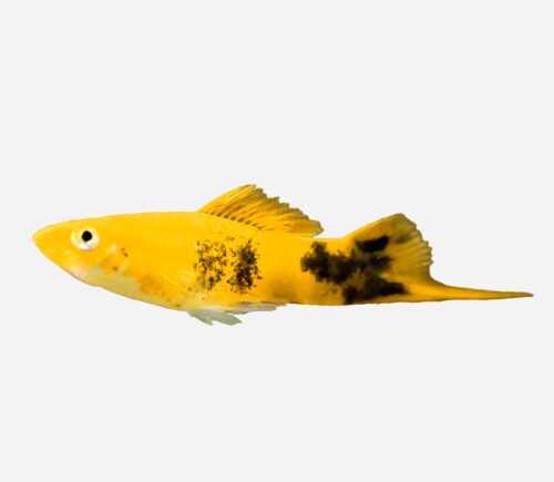 Xipho Amarillo tuxedo
