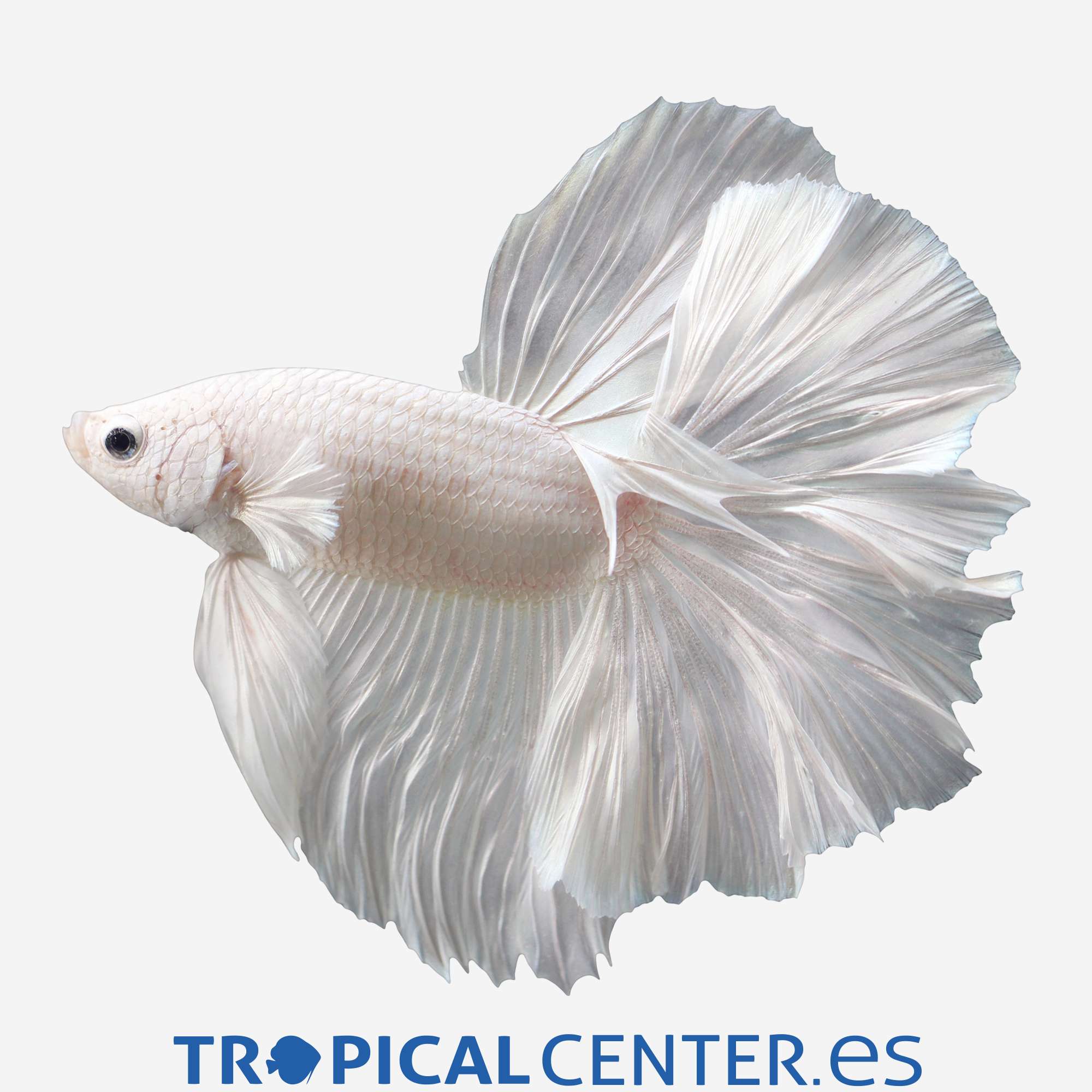 an149-6-betta-halfmoon-blanco-hqf-macho_general_3315.jpg an149-6-betta-halfmoon-blanco-hqf-macho_general_3315.jpg