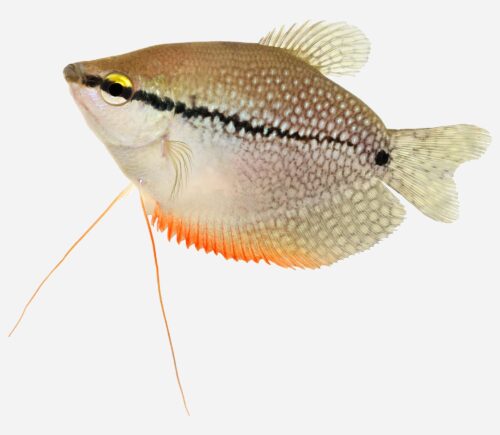 Gurami Perla 💎HQF💎