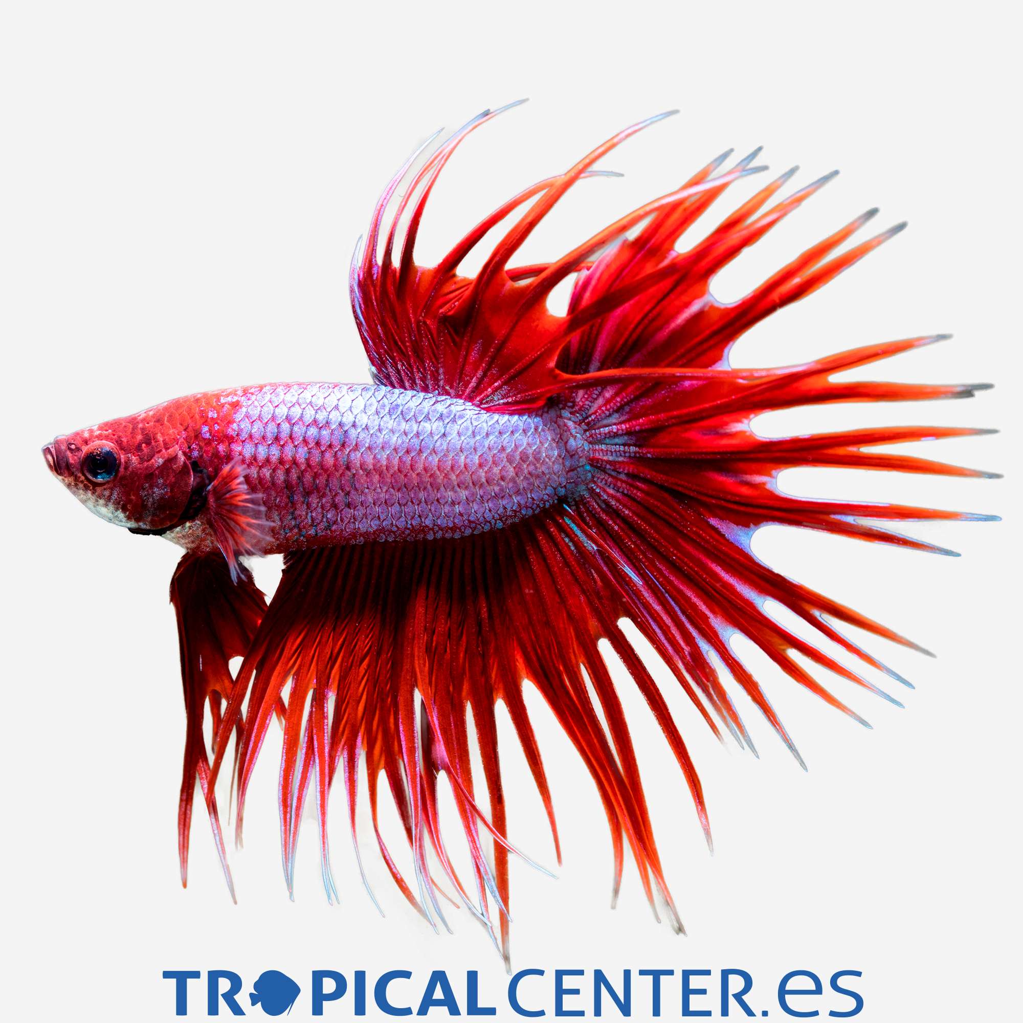 an236-0-betta-corona-lavender-hqf-macho_general_5090.jpg an236-0-betta-corona-lavender-hqf-macho_general_5090.jpg