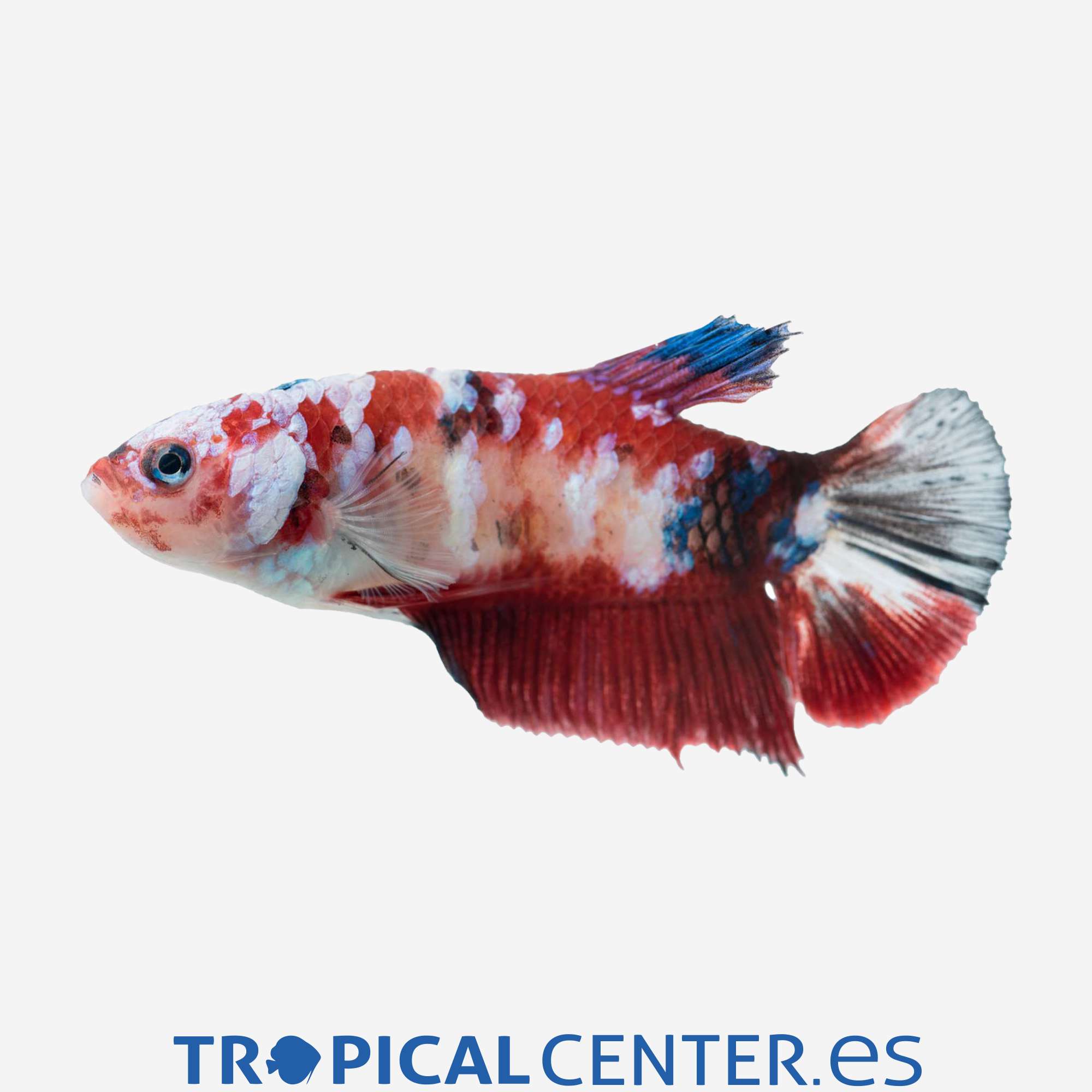 an356-0-betta-plakat-halfmoon-fancy-hembra_general_4436.jpg an356-0-betta-plakat-halfmoon-fancy-hembra_general_4436.jpg