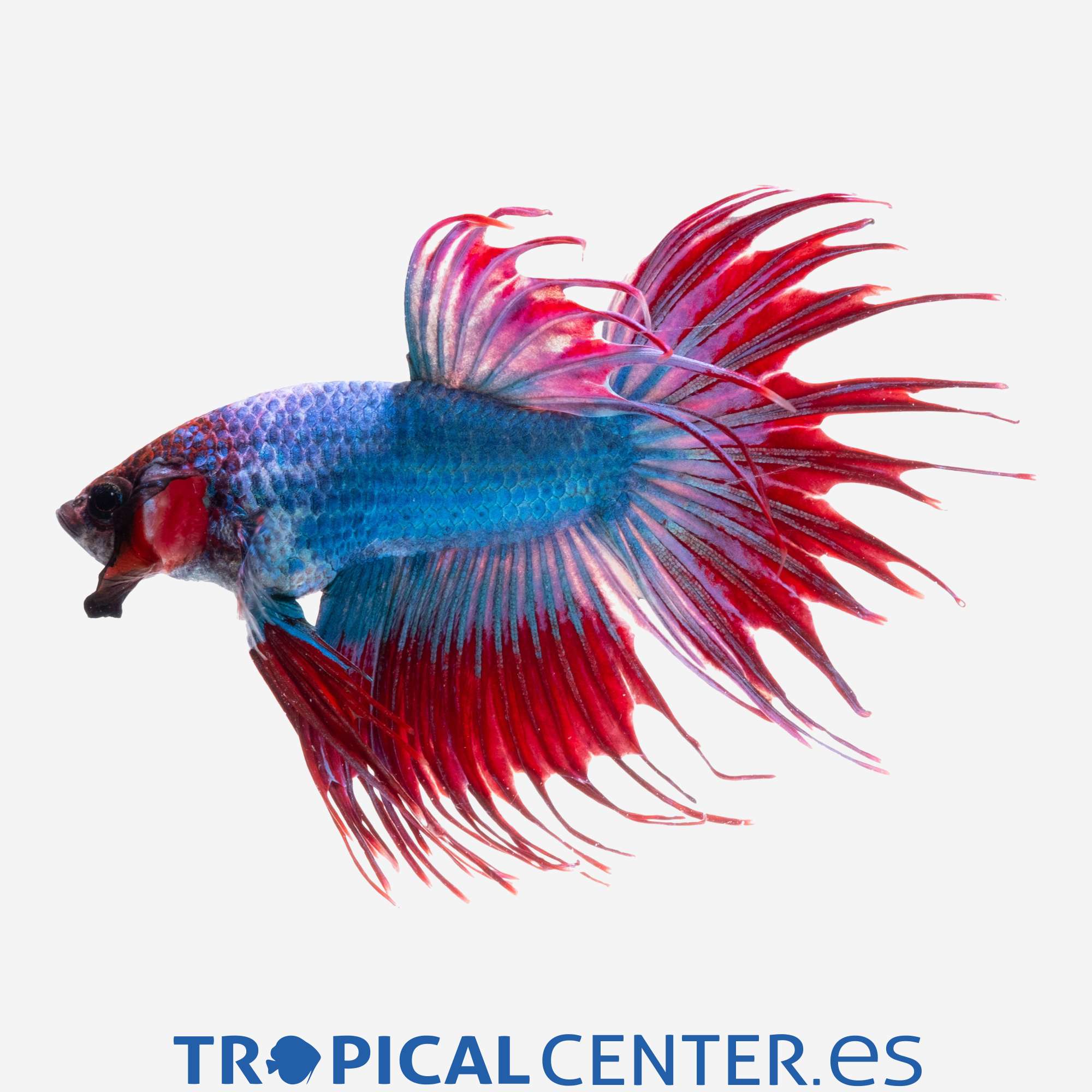 an377-0-betta-corona-camboyano_general_4883.jpg an377-0-betta-corona-camboyano_general_4883.jpg