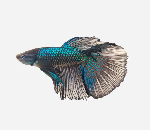 Betta Halfmoon Azul y negro
