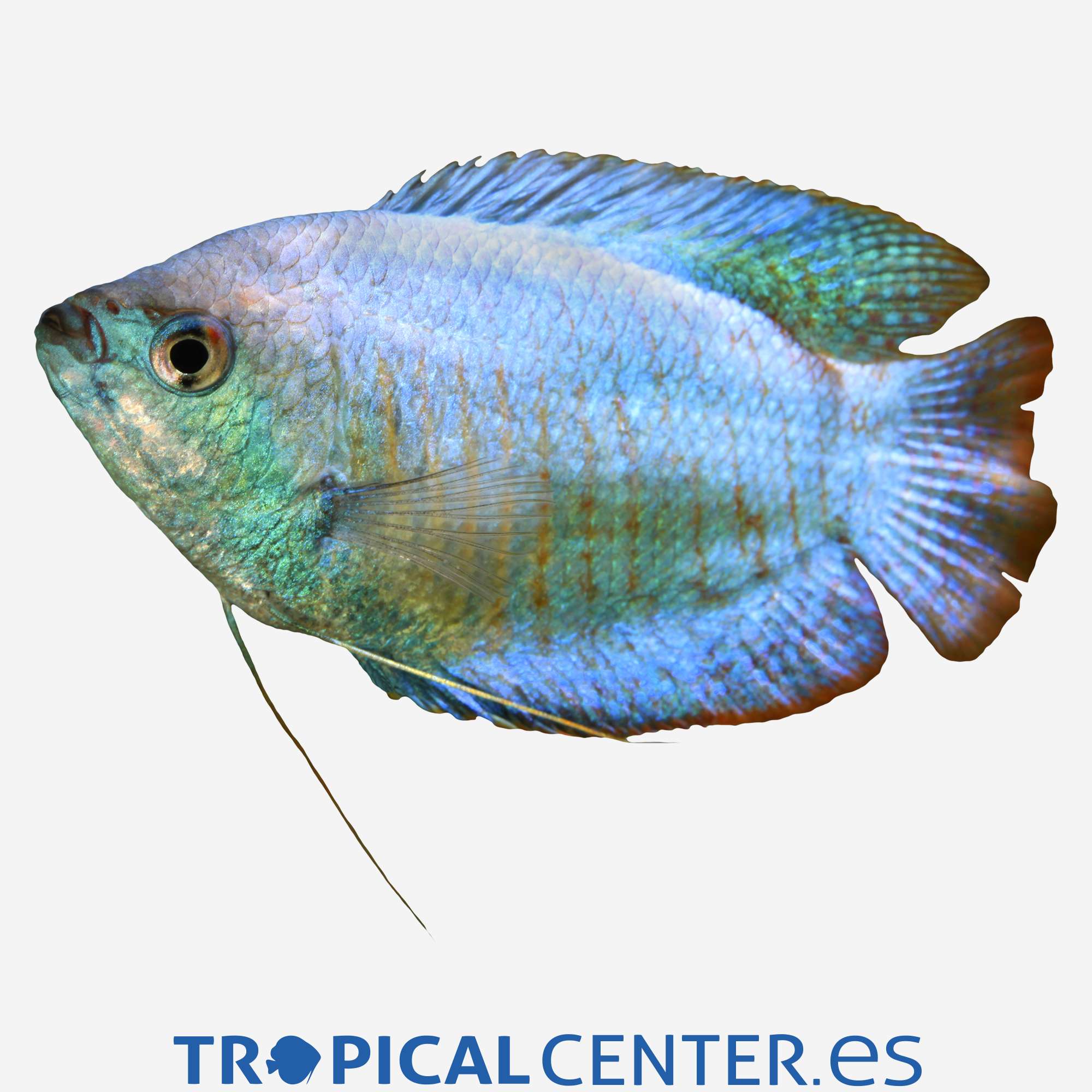 an46-2-colisa-cobalto-macho_general_3297.jpg an46-2-colisa-cobalto-macho_general_3297.jpg