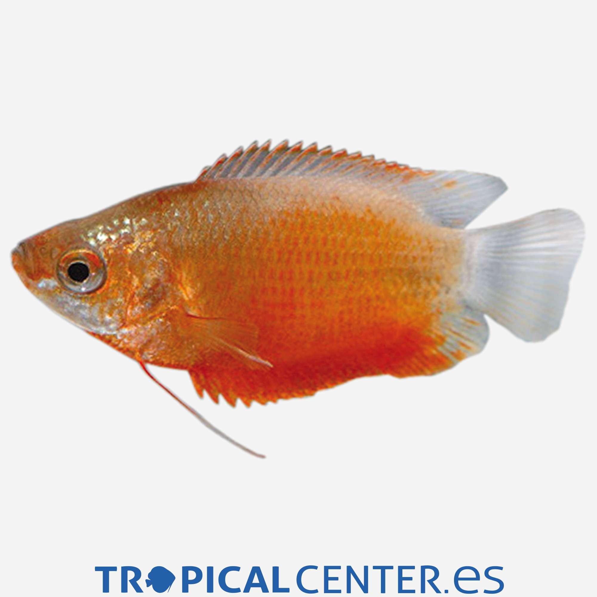 an47-03-colisa-chuna-roja_general_4069.jpg an47-03-colisa-chuna-roja_general_4069.jpg