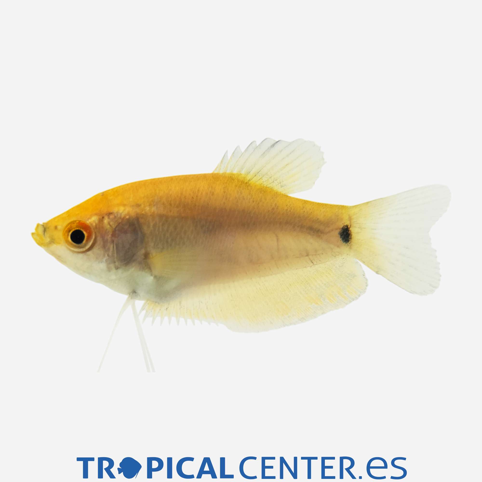 an79-01-gurami-oro_general_5415.jpg an79-01-gurami-oro_general_5415.jpg