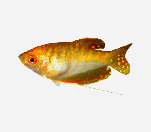 Gurami Oro 💎HQF💎