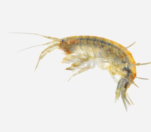Bolsa gammarus