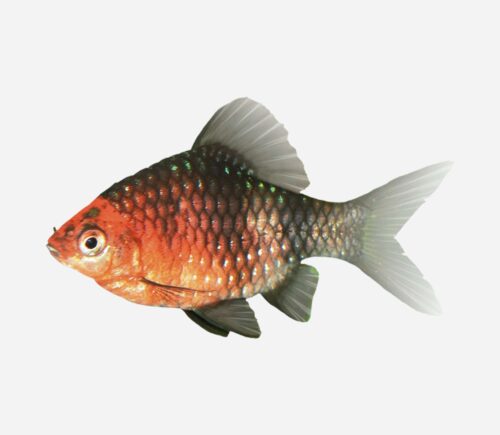 Barbo rubí negro 💎HQF💎