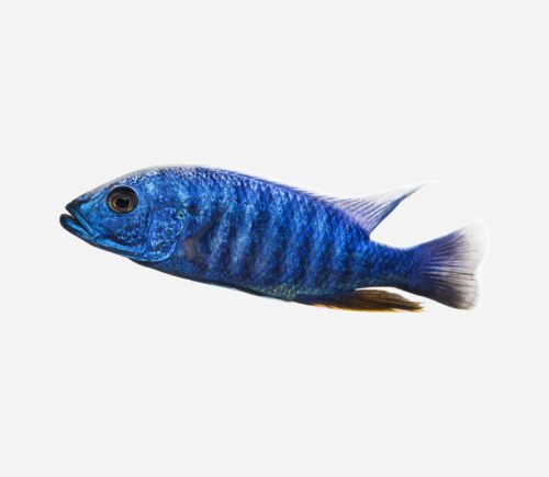 Haplochromis Ahli