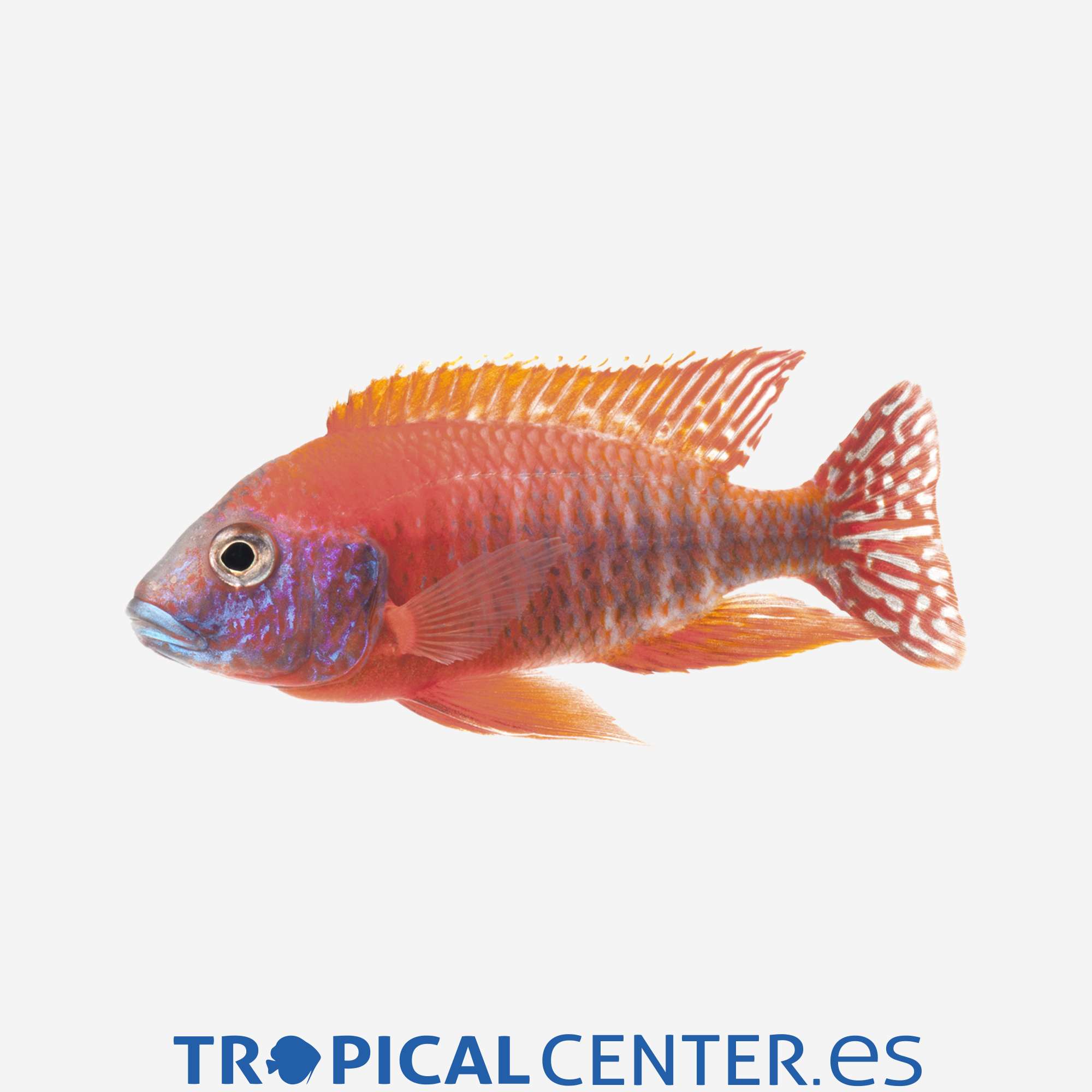 ca11-2-aulonocara-pavo-real-rojo_general_3382.jpg ca11-2-aulonocara-pavo-real-rojo_general_3382.jpg