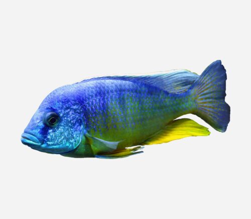 Aulonocara nyassae Azul