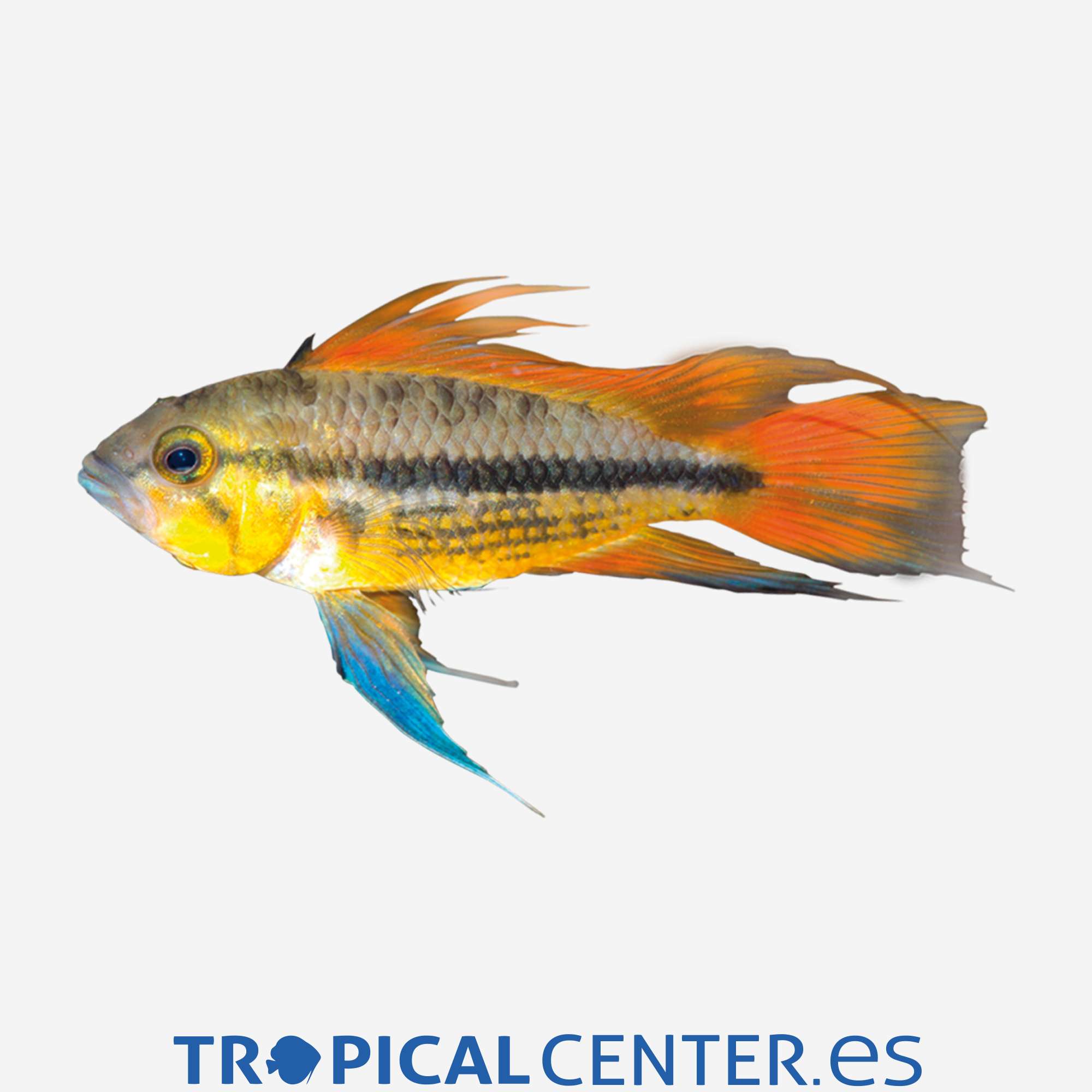 cm07-2-ciclido-enano-de-agassizii-doble-rojo-hqf_general_4118.jpg cm07-2-ciclido-enano-de-agassizii-doble-rojo-hqf_general_4118.jpg