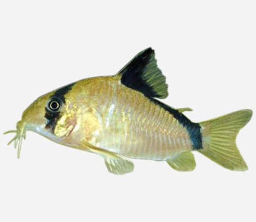 Coridora metae