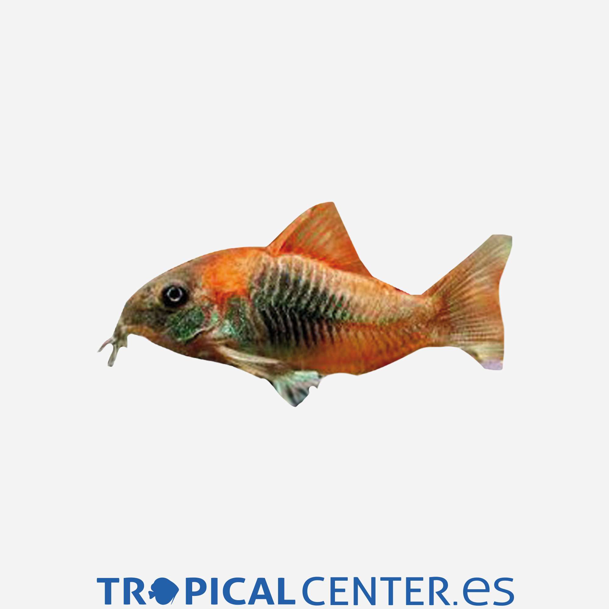 co48-3-coridora-bronce-naranja_general_4263.jpg co48-3-coridora-bronce-naranja_general_4263.jpg