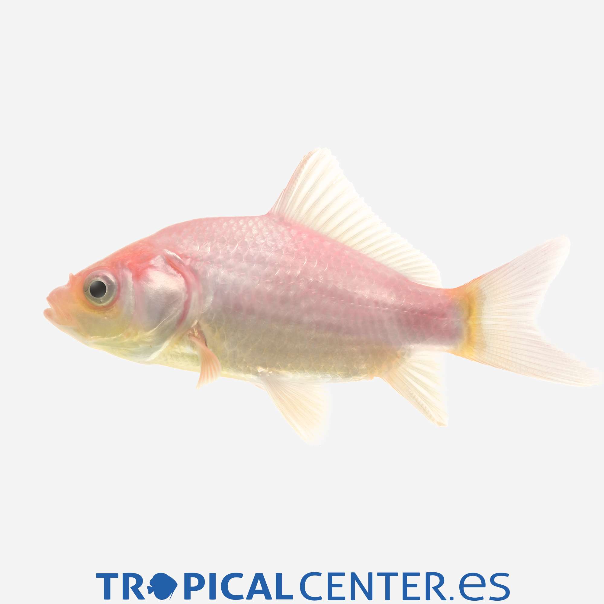 cr13-1-cometa-blanco_general_4130.jpg cr13-1-cometa-blanco_general_4130.jpg