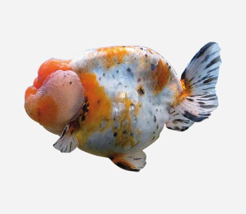 Ranchu Calicó