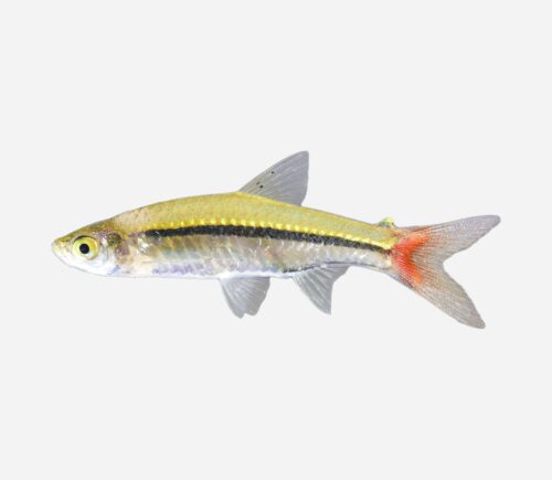 Rásbora de cola roja