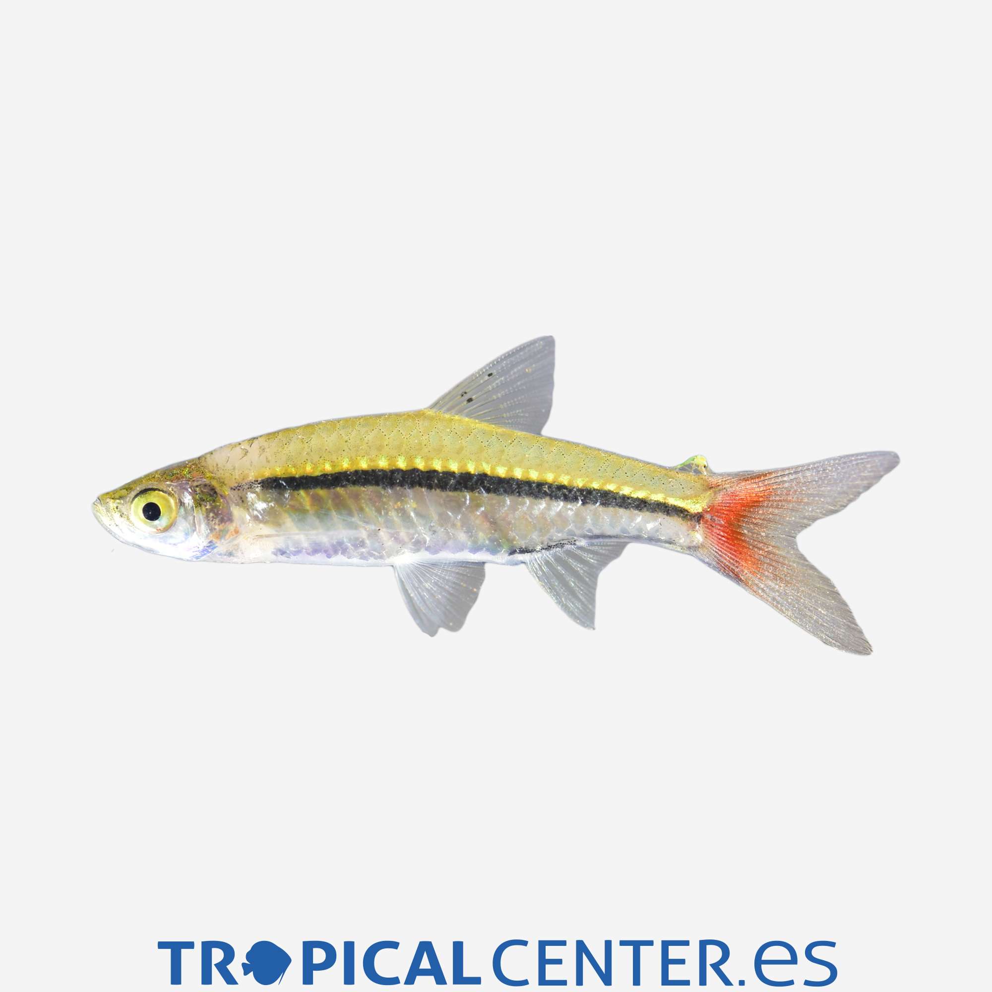 dr39-0-rasbora-de-cola-roja_general_5442.jpg dr39-0-rasbora-de-cola-roja_general_5442.jpg