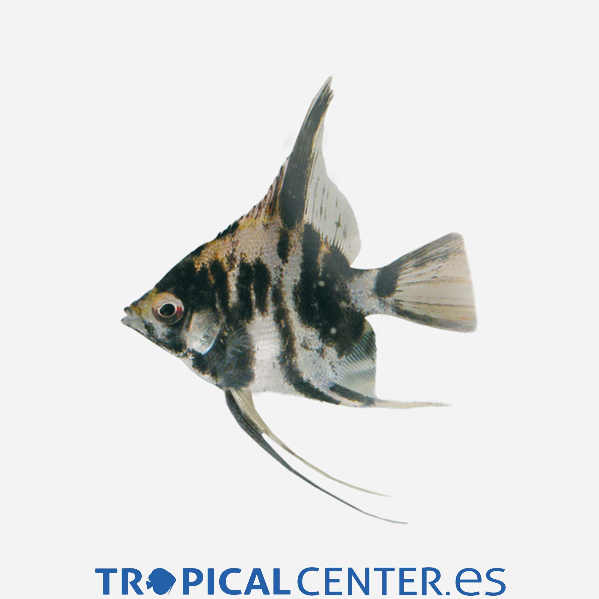 es21-2-escalar-marmol_general_3611.jpg es21-2-escalar-marmol_general_3611.jpg