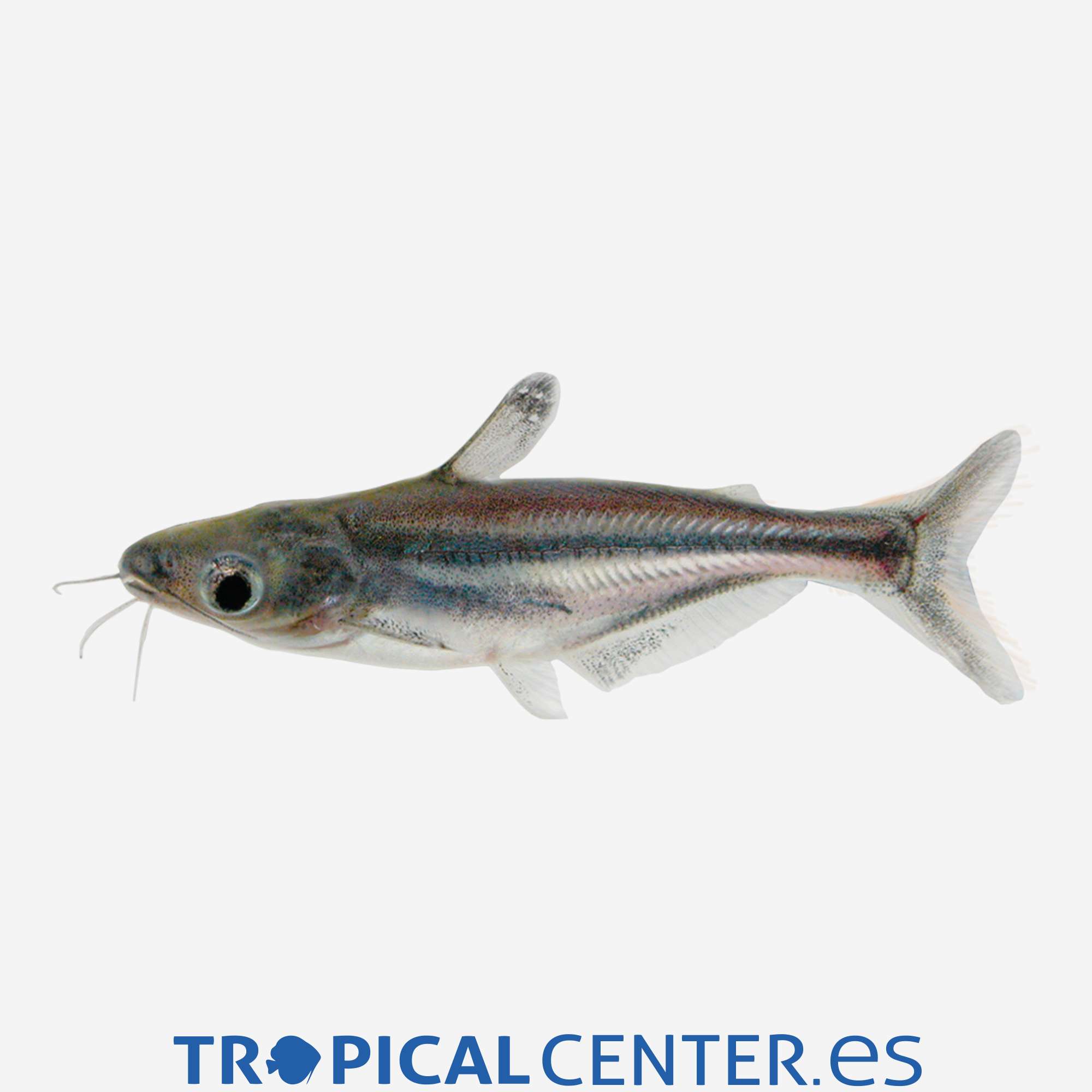 gc22-07-pangasius_general_4588.jpg gc22-07-pangasius_general_4588.jpg