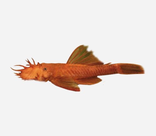 Ancistrus Super Red