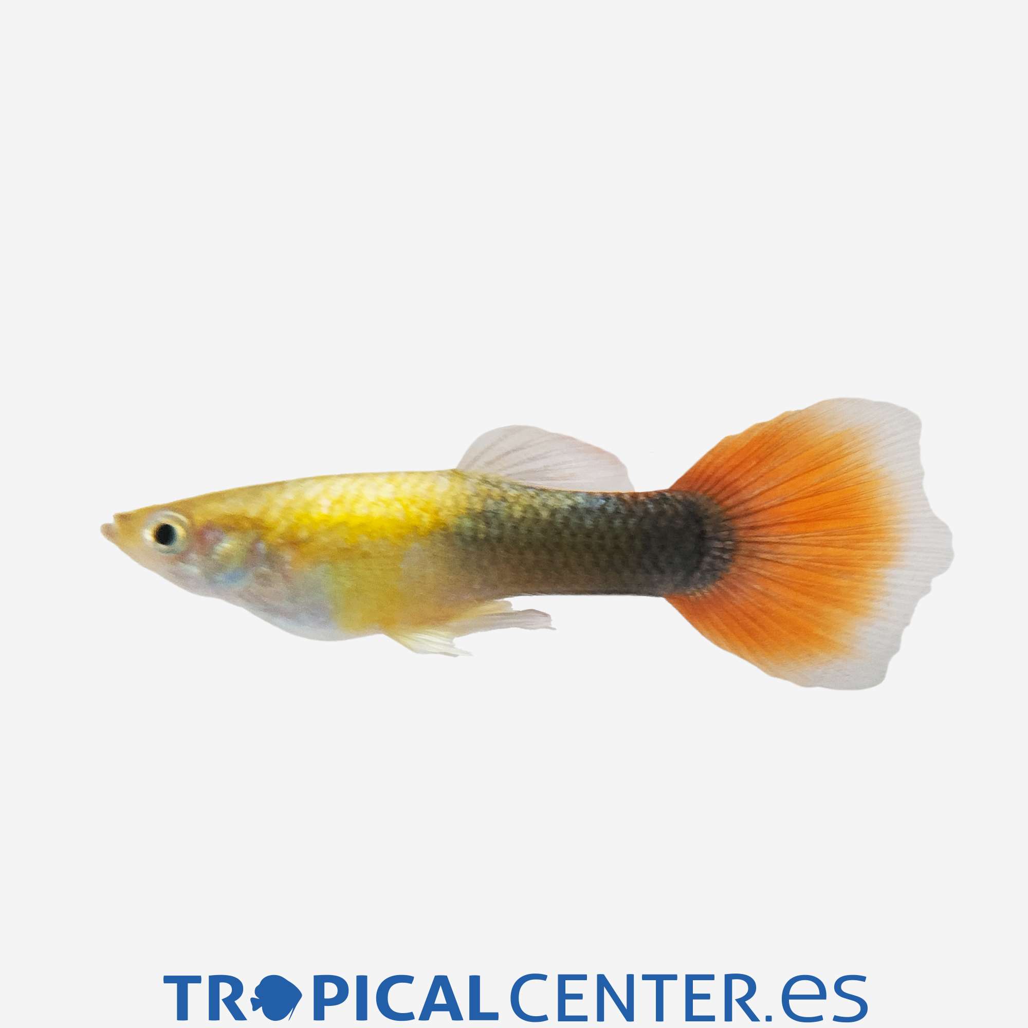 gu351-1-guppy-rojo-dorado-tuxedo-macho_general_5564.jpg gu351-1-guppy-rojo-dorado-tuxedo-macho_general_5564.jpg