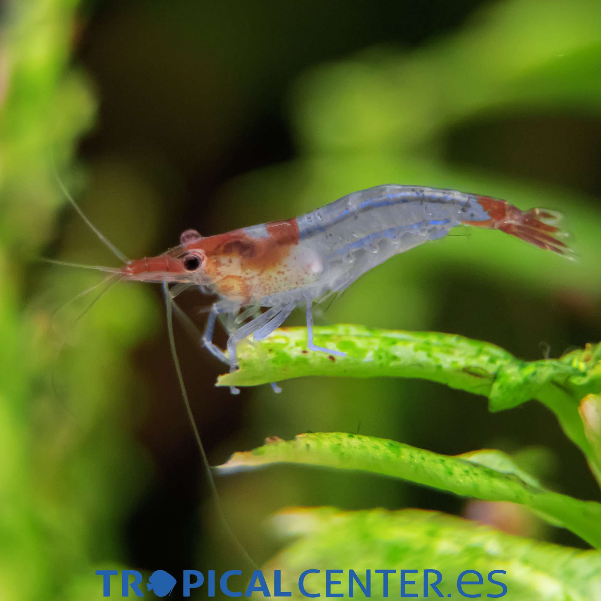 iv101-0-gamba-blue-rili_general_4417.jpg iv101-0-gamba-blue-rili_general_4417.jpg