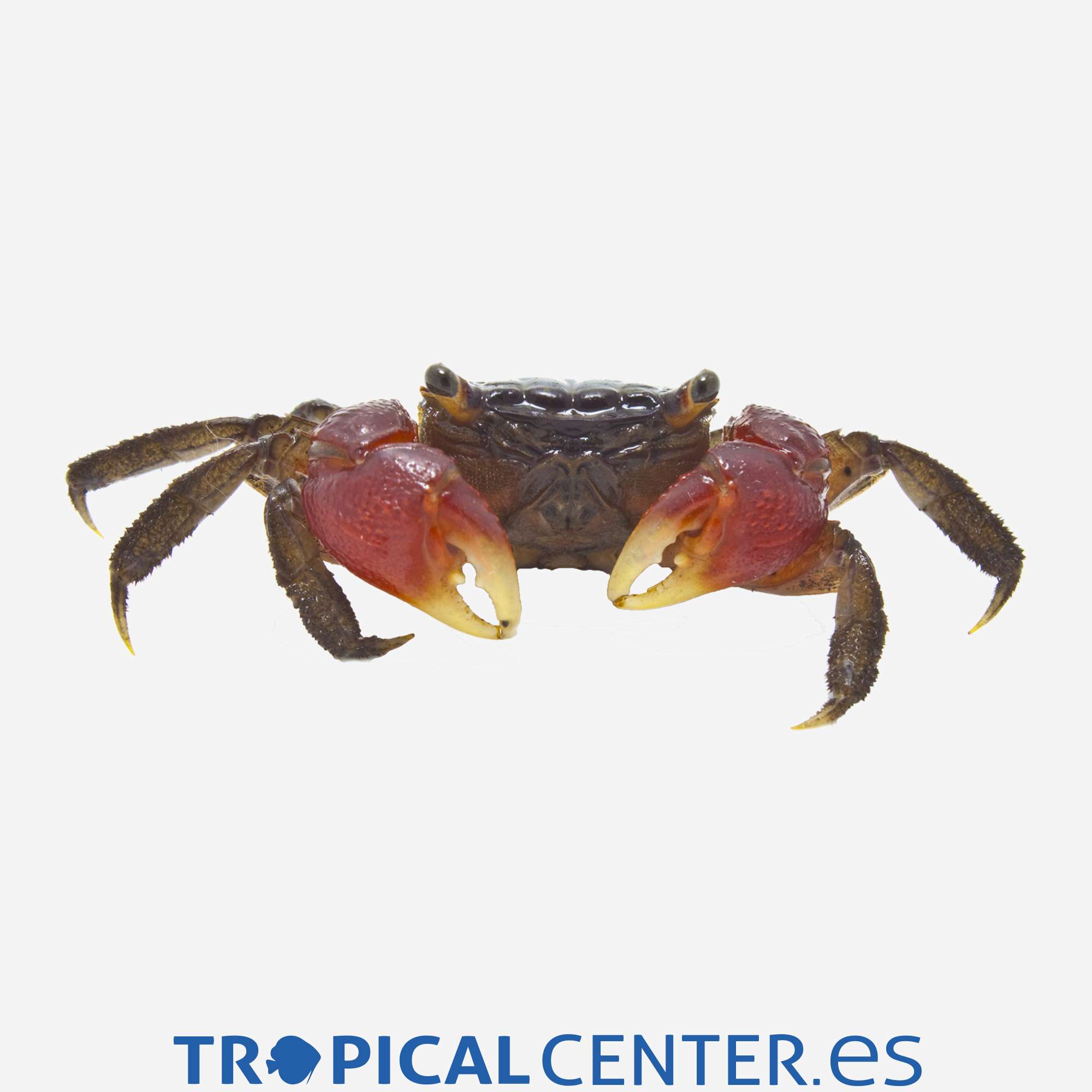 iv53-cangrejo-rojo_general_3679.jpg iv53-cangrejo-rojo_general_3679.jpg