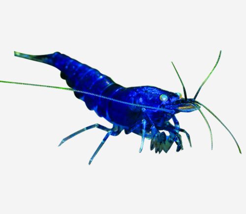 Gamba Super Blue