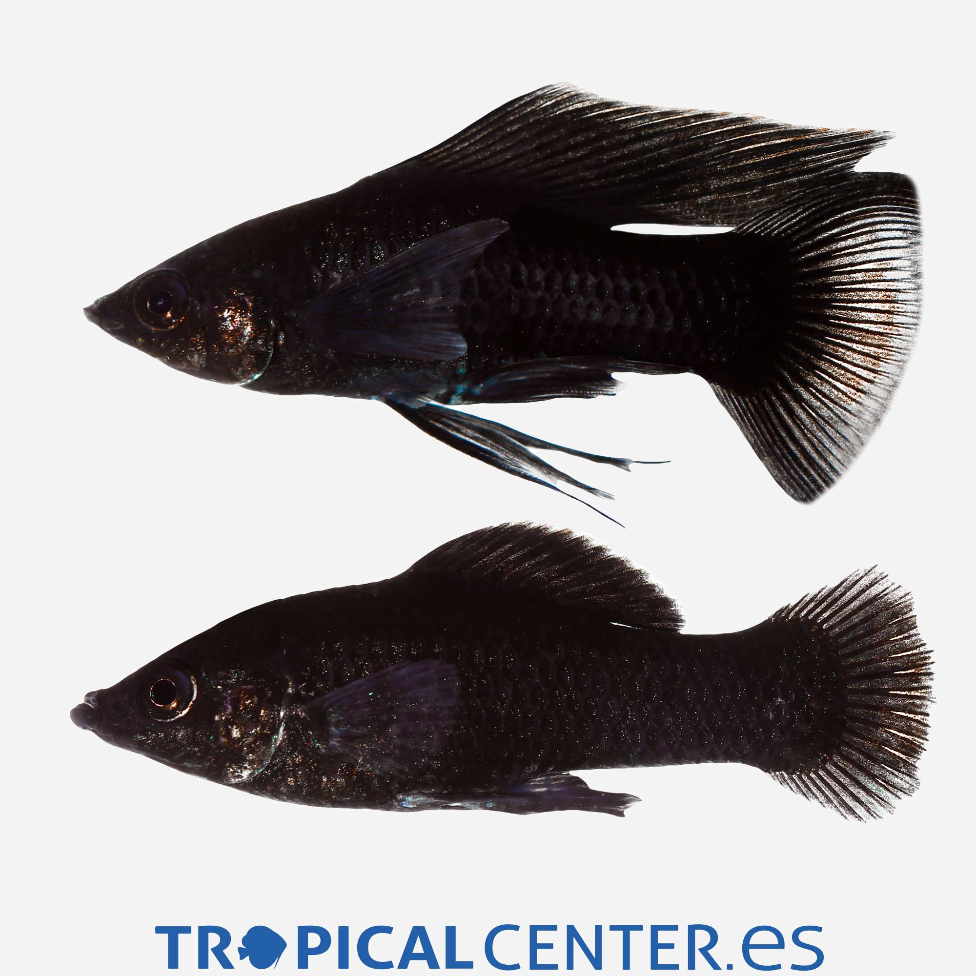 mo51-5-molly-velifera-negro_general_5110.jpg mo51-5-molly-velifera-negro_general_5110.jpg