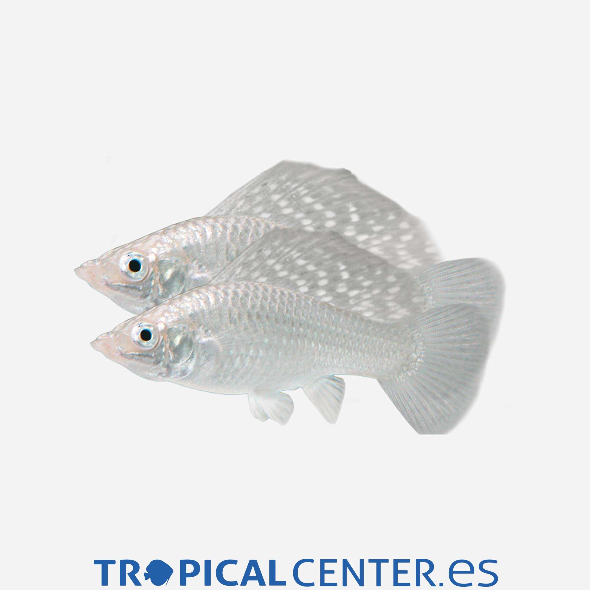 mo65-06-molly-velifera-parejas-plata_general_4163.jpg mo65-06-molly-velifera-parejas-plata_general_4163.jpg