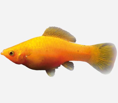 Molly Naranja