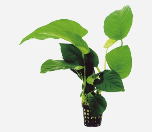 Anubias barteri  (hoja ancha)