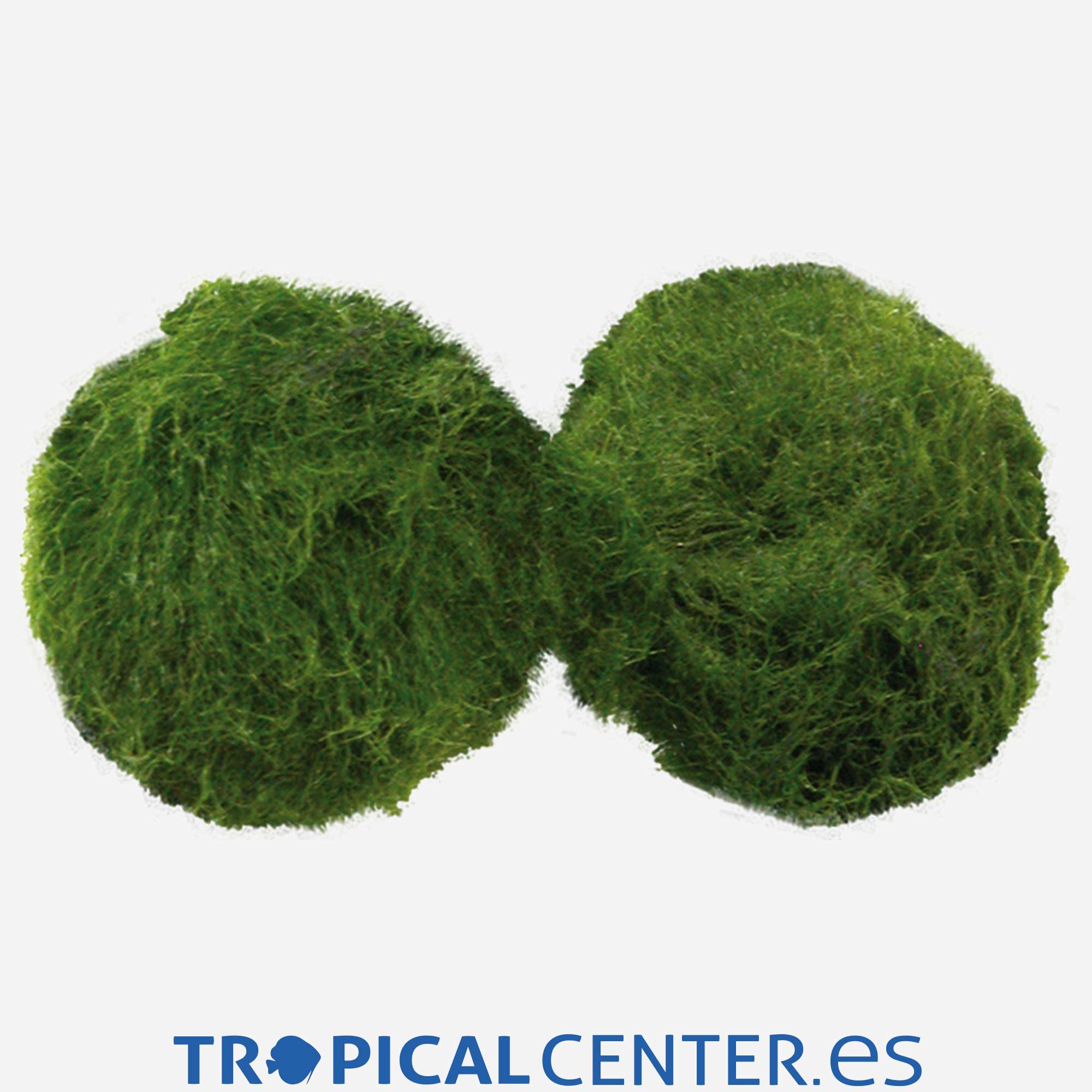 p032-0-cladophora-aegagropila_general_4169.jpg p032-0-cladophora-aegagropila_general_4169.jpg